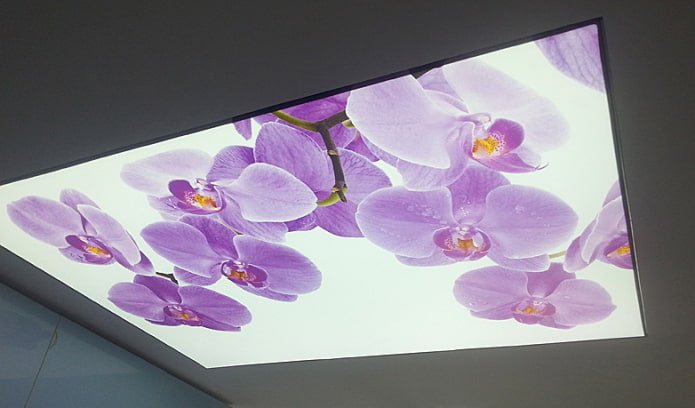 потолок с изображением орхидеи